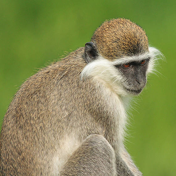 Grüne Meerkatze