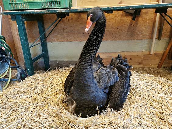 Mutter mit Schwanenküken in der Tierwelt Herberstein