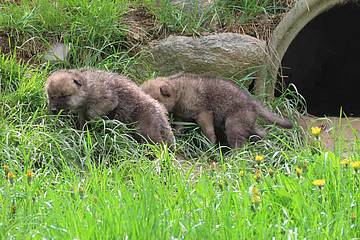 Wolfsbabies im Gras in der Tierwelt Herberstein