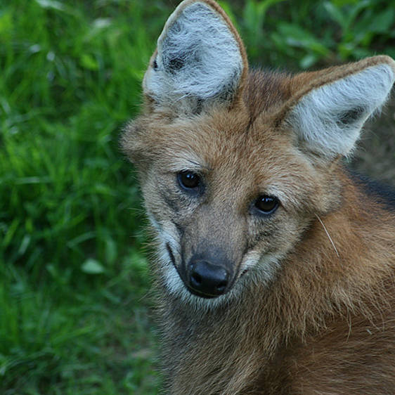 Mähnenwolf