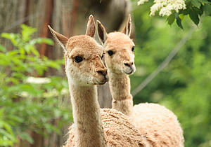 Vikunja im Tierpark in der Steiermark