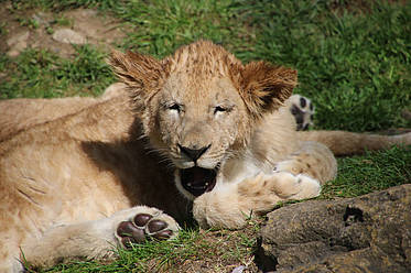 Löwe Maximus in der Tierwelt Herberstein