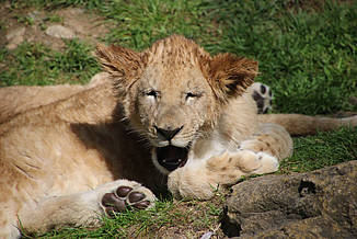 Löwe Maximus in der Tierwelt Herberstein