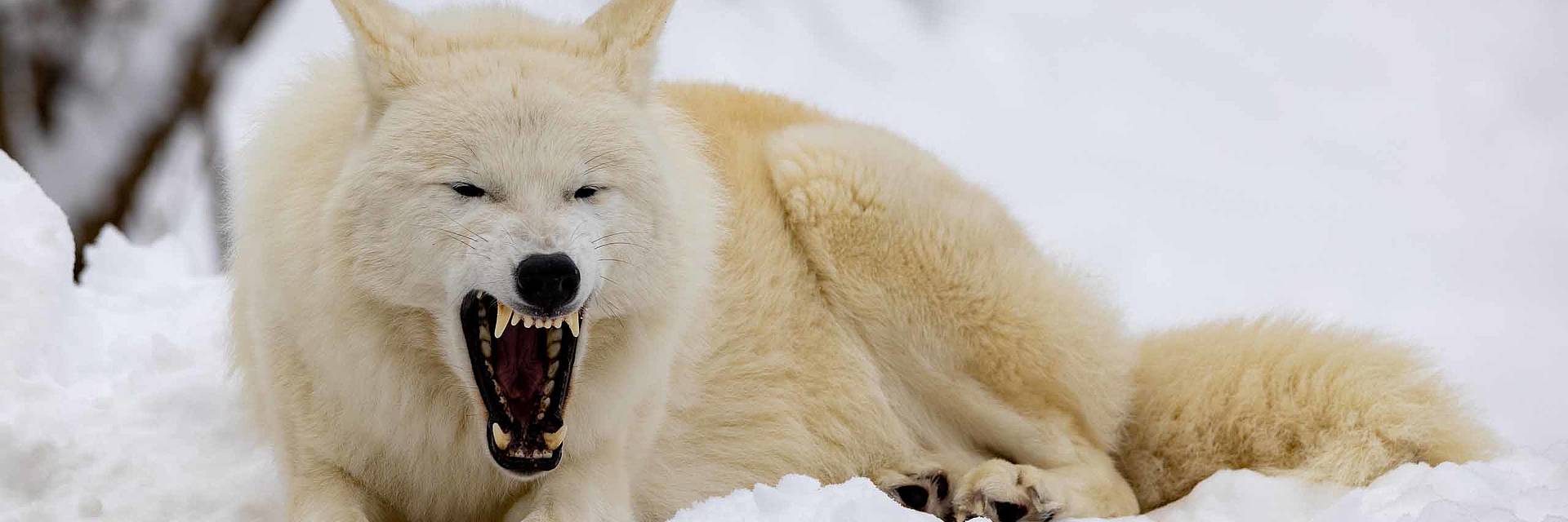 Polarwolf Winter
