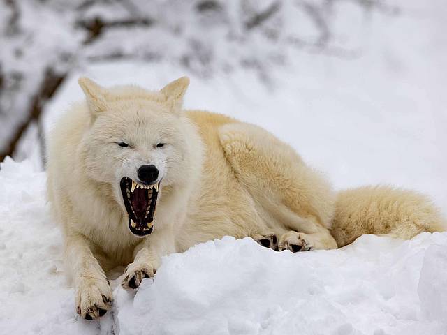 Polarwolf Winter