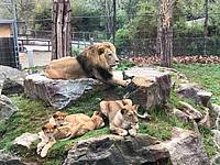 Löwenfamilie der Tierwelt Herberstein
