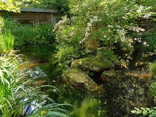 Frosch im Wassertropfen