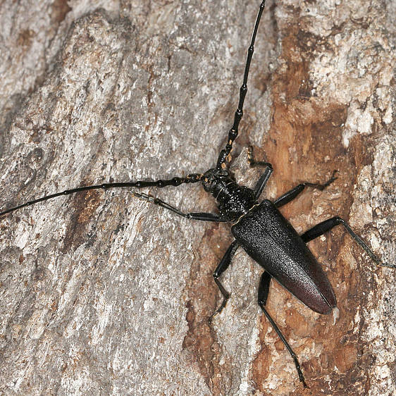 Großer Eichenbock in der Tierwelt Herberstein