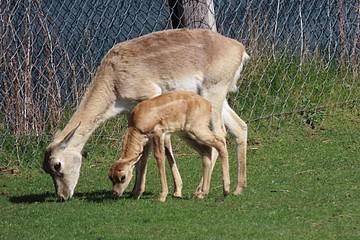 Hirschziegenantilope in der Tierwelt Herberstein