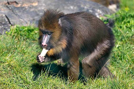 Mandrillweibchen am Essen in der Tierwelt Herberstein