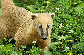 Nasenbär in der Tierwelt Herberstein