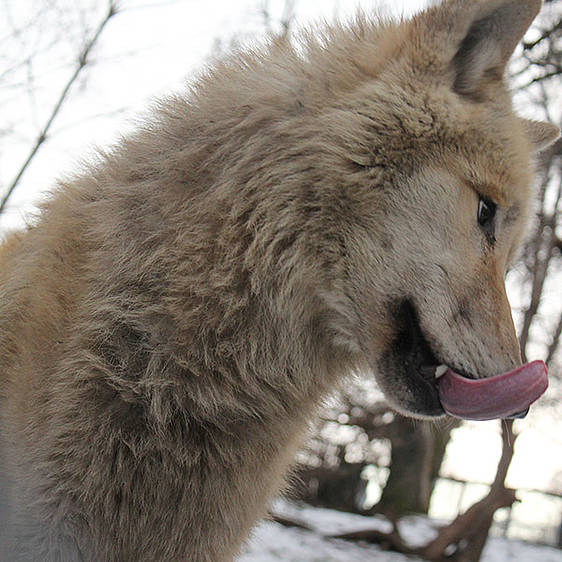 Hudson Bay Wolf