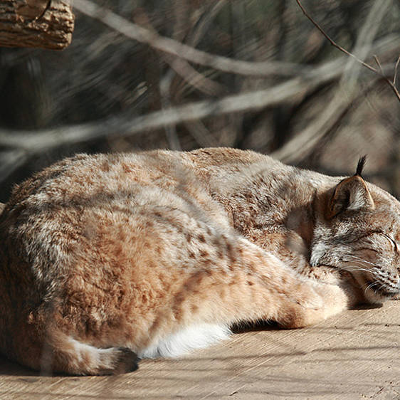 Eurasischer Luchs