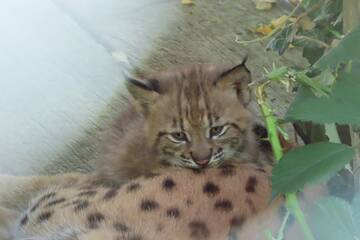 Luchs-Nachwuchs in der Tierwelt Herberstein.