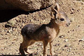Mara Jungtier in der Tierwelt Herberstein