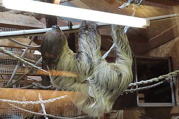 Faultier Baby in der Tierwelt Herberstein