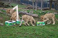 Geburtstag der Löwenkinder in der Tierwelt Herberstein