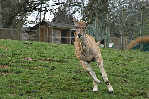 Elenantilope der Tierwelt Herberstein