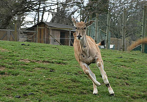 Elenantilope in der Steiermark