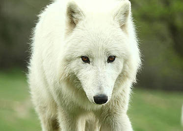 Polarwolf in der Tierwelt Herberstein