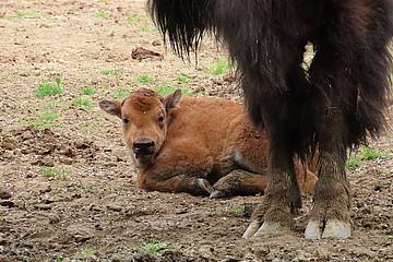 Bisonkalb in der Tierwelt Herberstein