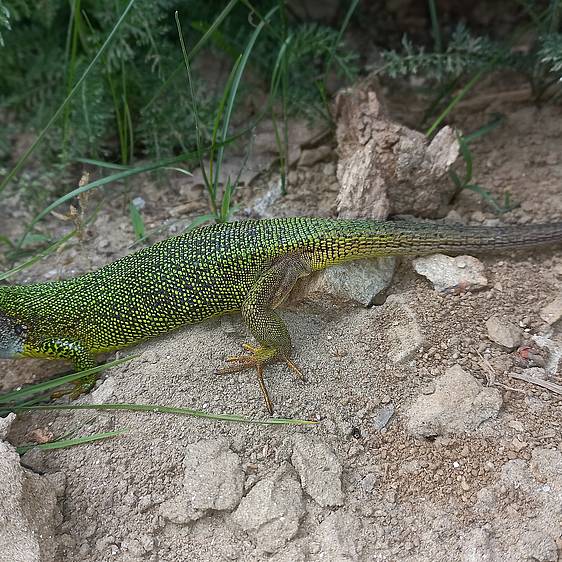Smaragdeidechse in der Tierwelt Herberstein