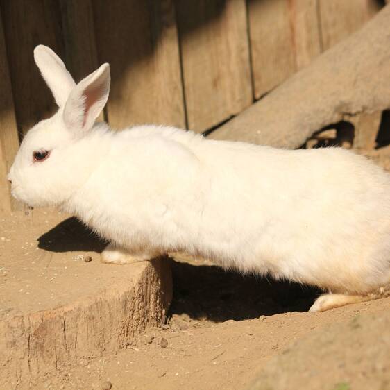 Hauskaninchen im Streichelzoo
