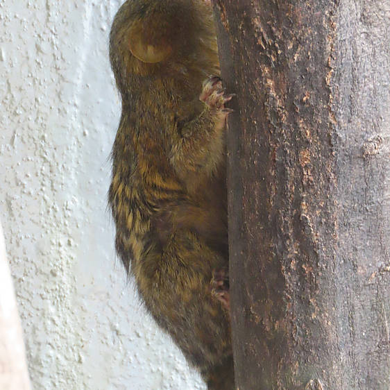 Zwergseidenäffchen in der Tierwelt Herberstein