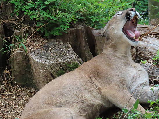 Puma Zusammenführung in Herberstein