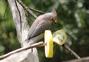 Blaunacken-Mausvogel