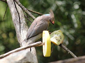 Mausvogel in der Tierwelt Herberstein