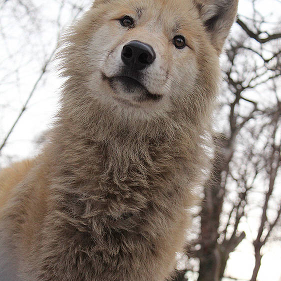 Hudson Bay Wolf