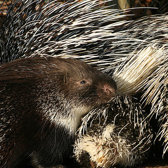 Weißschwanz-Stachelschwein
