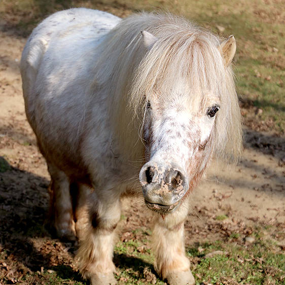 Mini-Appaloosa