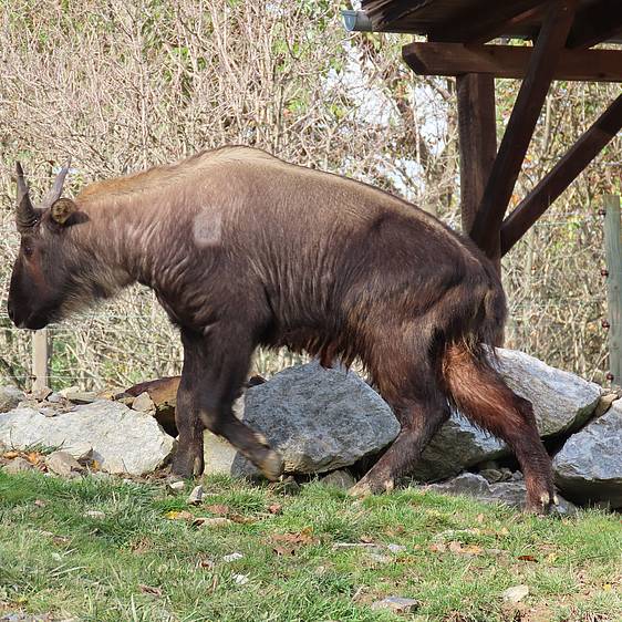 Mishmi-Takin