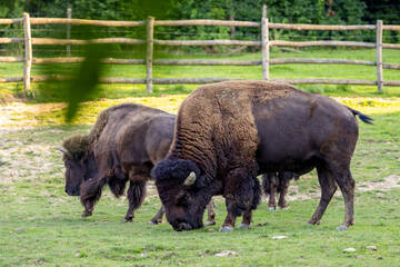 Bisons beim Vollmondfest in der Tierwelt Herberstein.