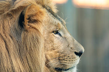 Löwe Cäsar in der Tierwelt Herberstein (c) Harry Schiffer