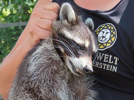 Waschbär mit Tierpfleger in der Tierwelt Herberstein