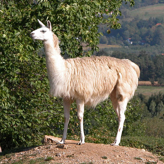 Lama