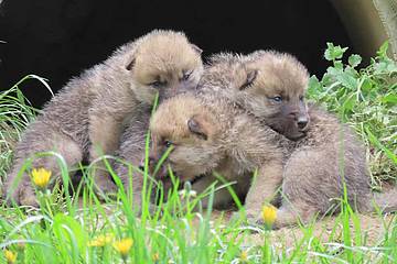 Wolfsrudel Babies in der Tierwelt Herberstein