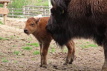 Bisonkalb in der Tierwelt Herberstein