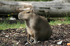 Capybara in der Tierwelt Herberstein