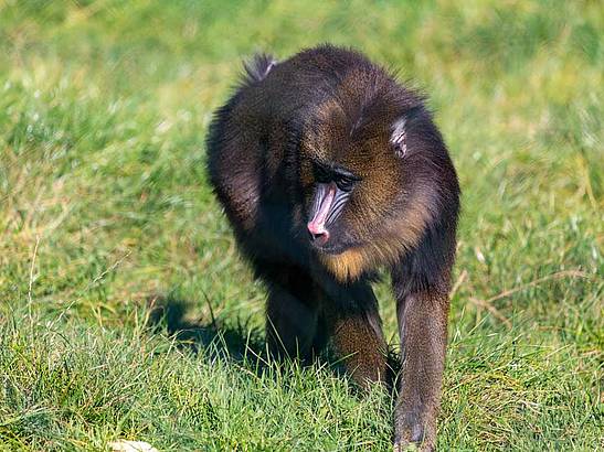 Mandrill in der Tierwelt Herberstein