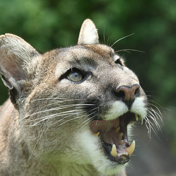 Puma im Tierpark in der Steiermark