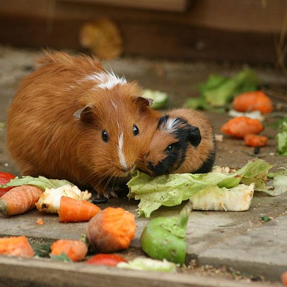 Meerschweinchen