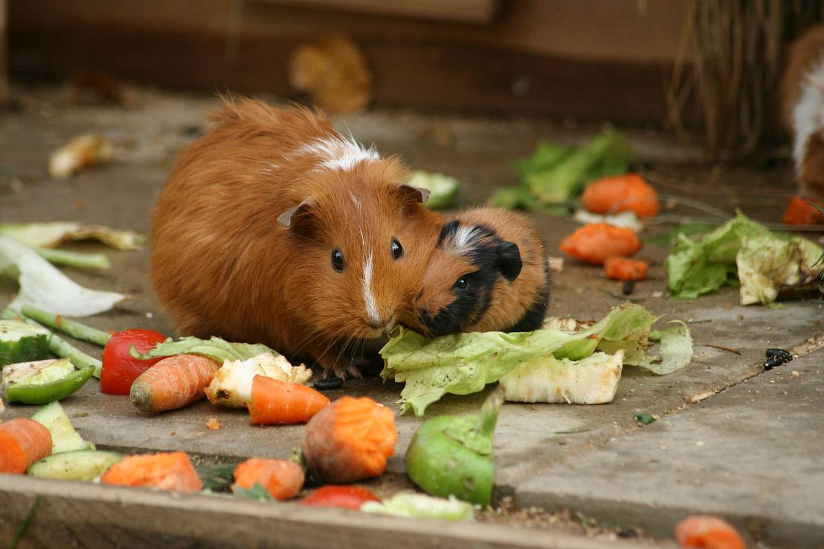 Tierwelt Herberstein / Meerschweinchen im Streichelzoo