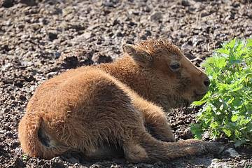 Bisonbaby liegt neben Gras in der Tierwelt Herberstein