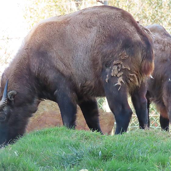 Mishmi-Takin