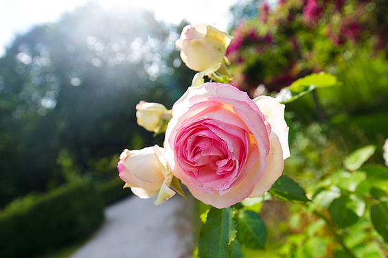 Rosengarten beim Gartenschloss Herberstein