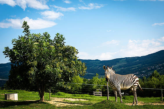 Zebra in der Tierwelt Herberstein (c) Andreas Lietzellachner